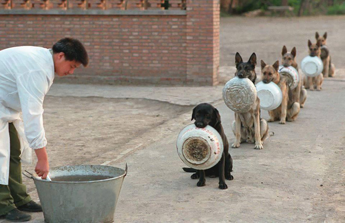 Police Dogs In China Waiting For Food Are Better In Lines Than Most People  | Bored Panda