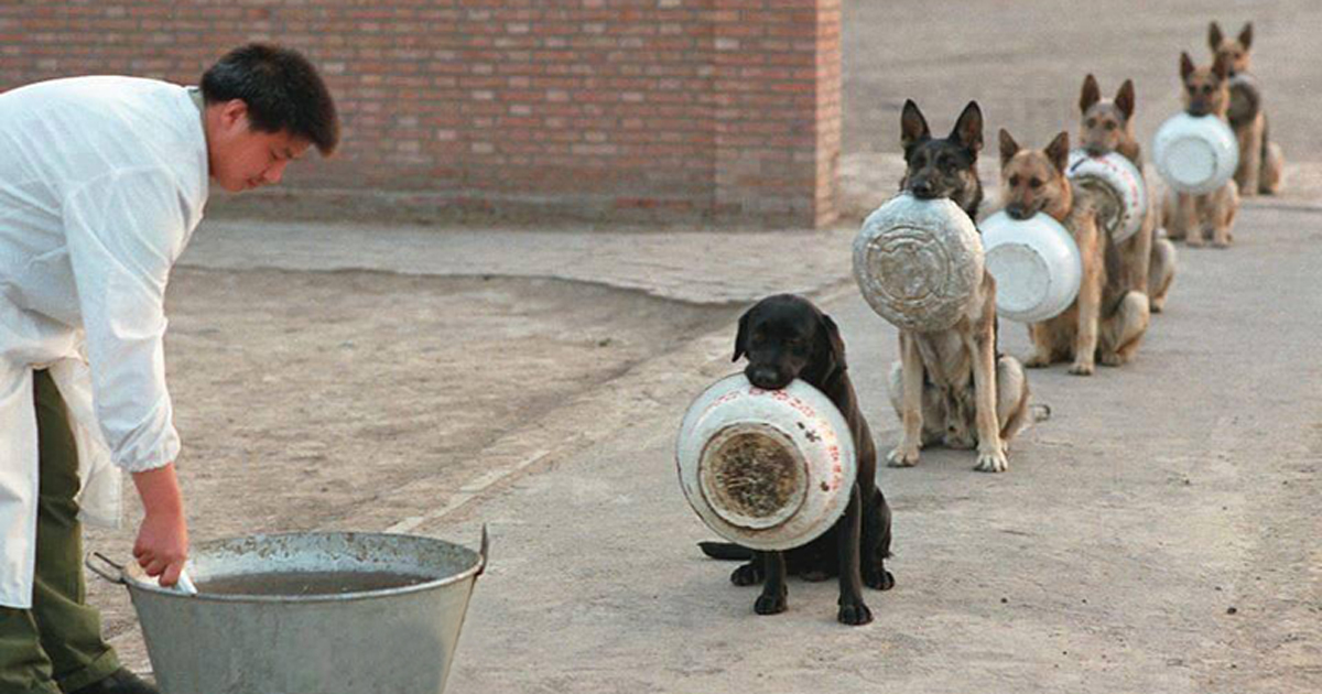 Police Dogs In China Waiting For Food Are Better In Lines Than Most People | Bored Panda