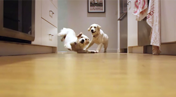 Puppies Running For Dinner In 9-Month Timelapse