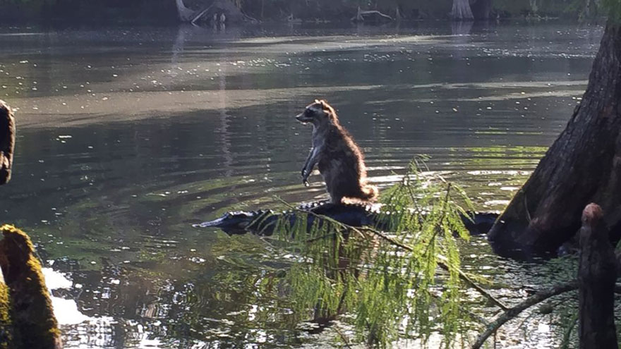 This Raccoon Doesn't Realize That He's Just Made A Huge Mistake
