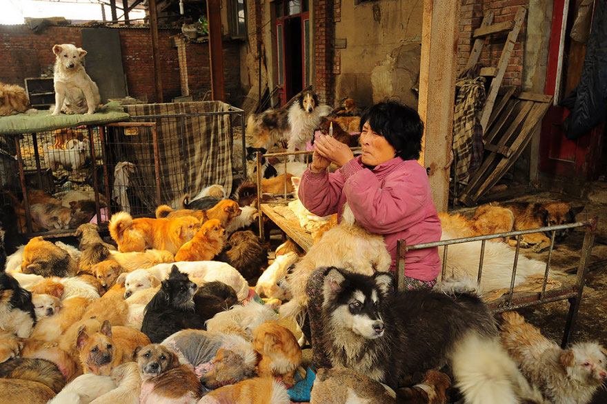 Chinese Woman Travels 1,500 Miles And Pays $1,100 To Save 100 Dogs From Chinese Dog-Eating Festival