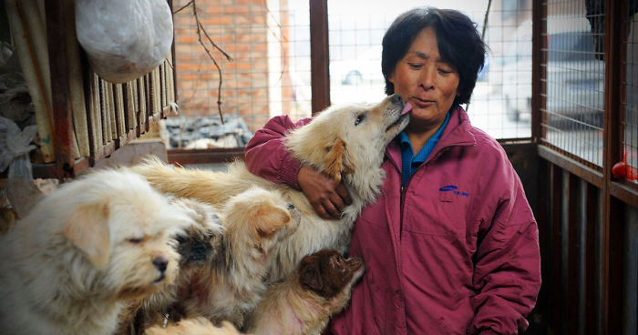 Chinese Woman Travels 1,500 Miles And Pays $1,100 To Save 100 Dogs From  Chinese Dog-Eating Festival | Bored Panda