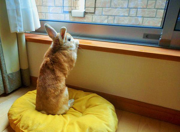 short-people-problems-bunny-koron-japan-9