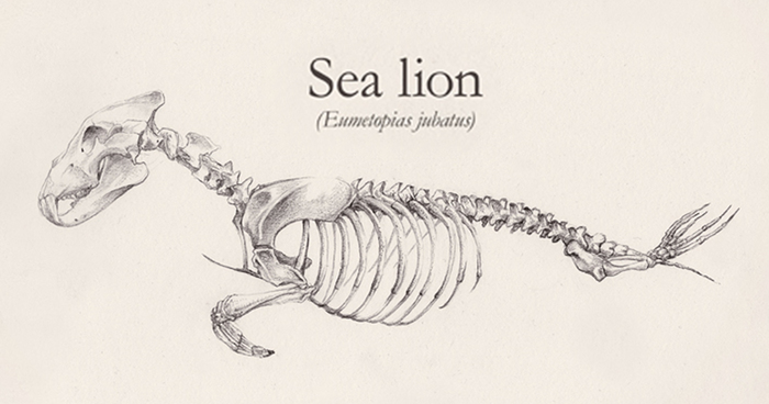 Skeletons Of Animals Created By Combining Different Creatures | Bored Panda