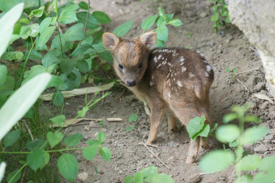 World's Smallest Deer Species Born In NYC Zoo Weighs Only 1 Pound | Bored  Panda