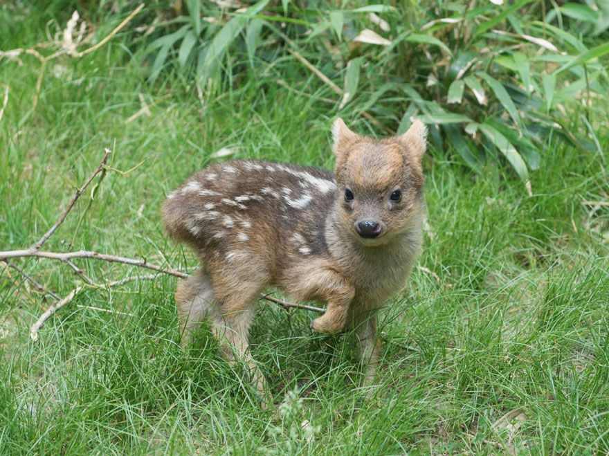 smallest-baby-deer-fawn-pudu-queens-zoo-3