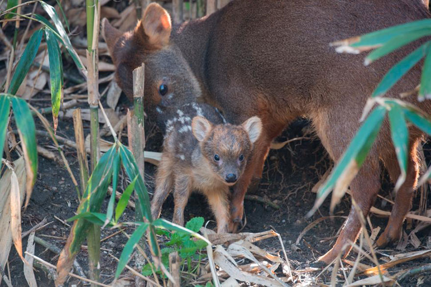 World's Smallest Deer Species Born In NYC Zoo Weighs Only 1 Pound