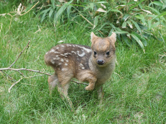 World’s Smallest Deer Species Born In NYC Zoo Weighs Only 1 Pound