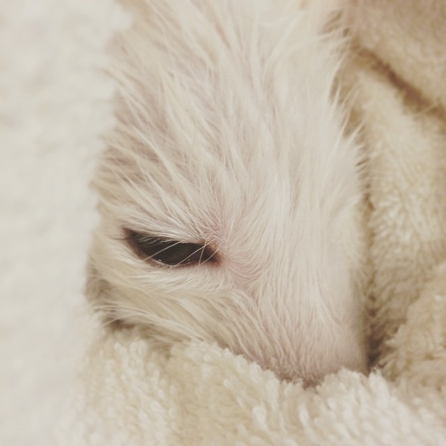 The Internet's Cutest Snow-White Fox Is Growing Up | Bored Panda