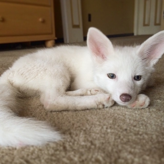 The Internet's Cutest Snow-White Fox Is Growing Up