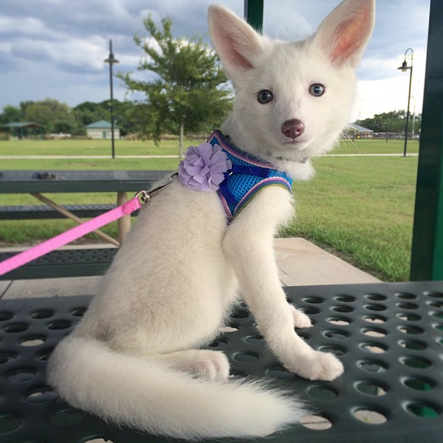 The Internet’s Cutest Snow-White Fox Is Growing Up
