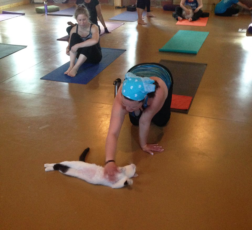 Yoga Studio Invites Shelter Cats To Do Yoga And Helps Them Find Homes