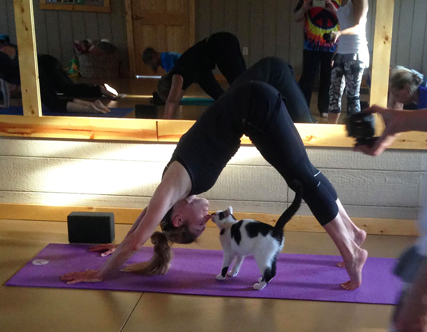 Yoga Studio Invites Shelter Cats To Do Yoga And Helps Them Find Homes