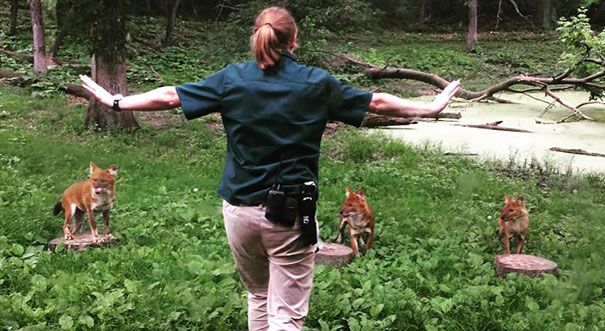 Hilarious Zookeepers Recreate Jurassic World Scene With Non-dinosaurs