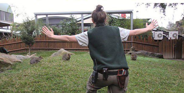Hilarious Zookeepers Recreate Jurassic World Scene With Non-dinosaurs