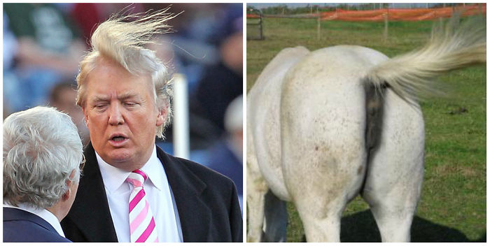 A Donkey's Asshole Looks Like Donald Trump! (no Offense)