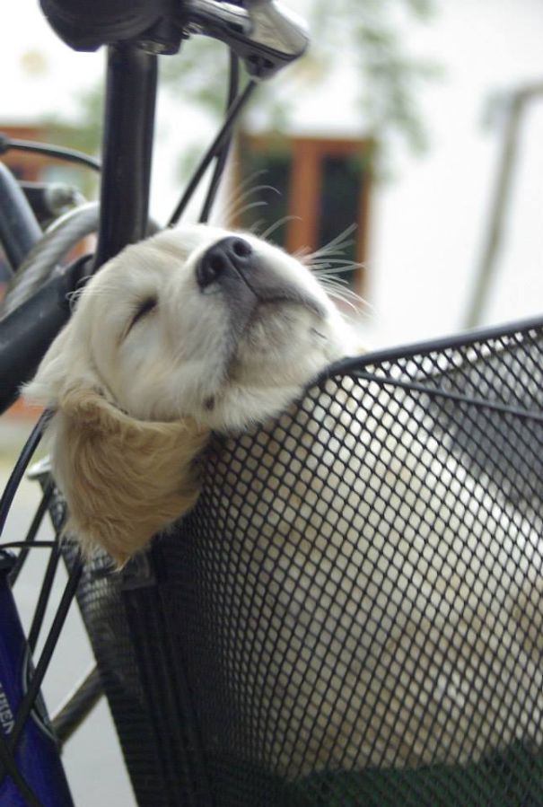 The Puppy Who Is Sleeping In The Bicycle Basket While Sightseeing :-)