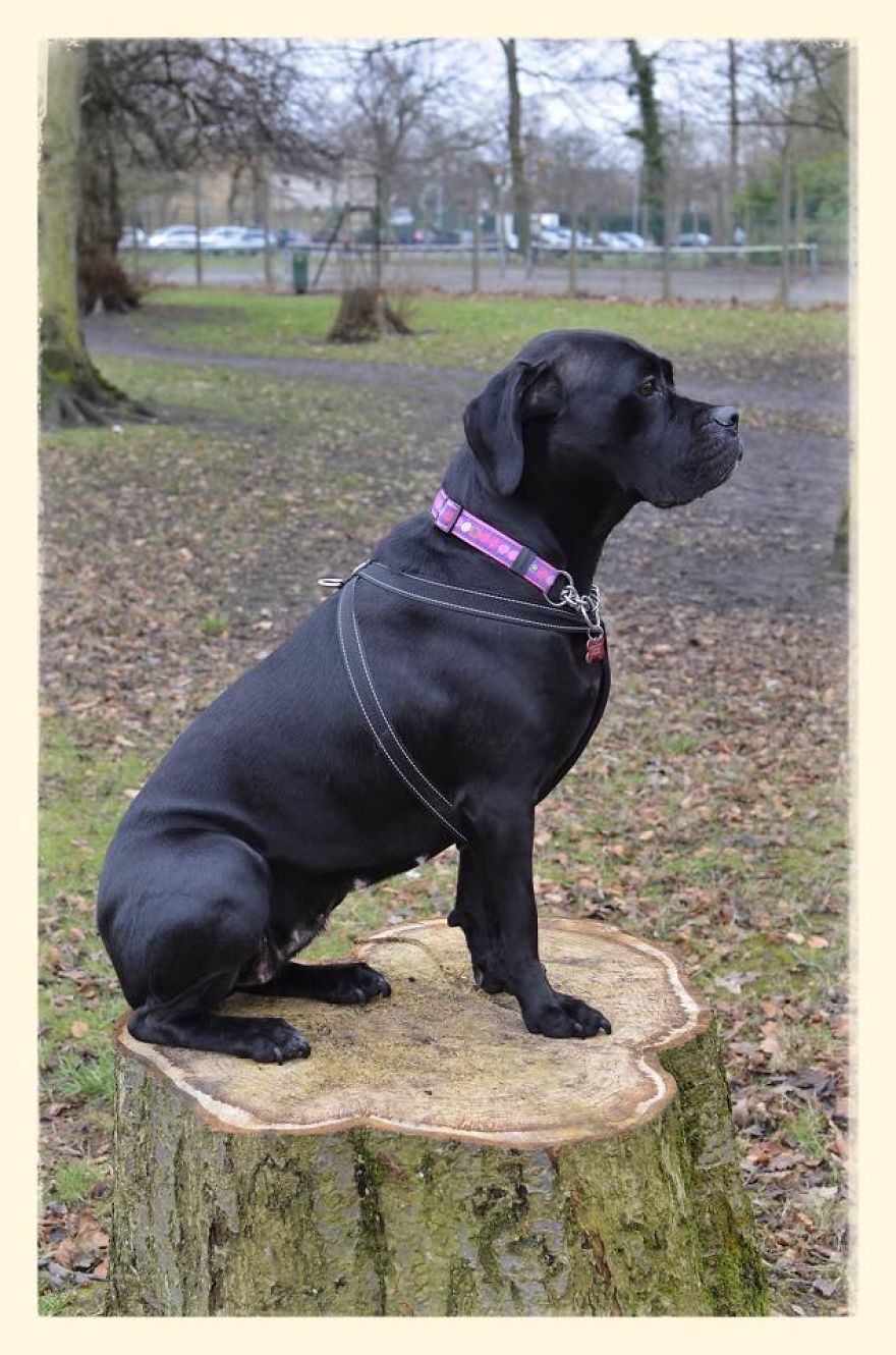 Our Rescue Cane Corso, Loves Sitting On Things