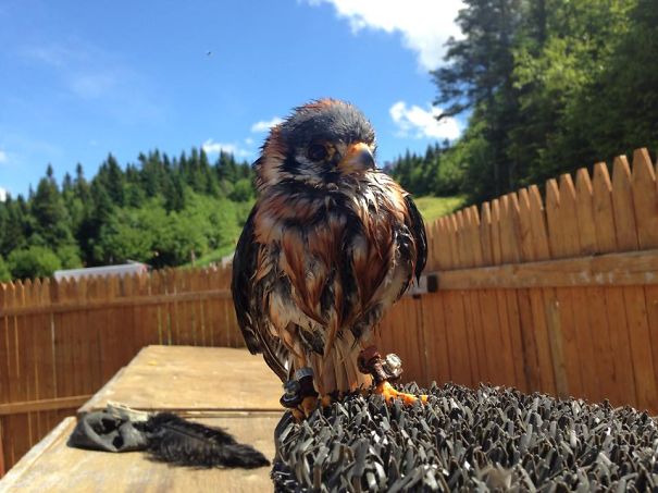 Elvis The Falcon, Drying In The Sun After Taking A Bath