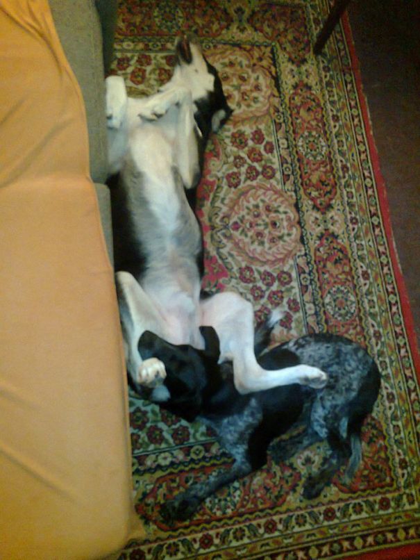 Voodoo (the Big One) And Zozo Taking A Nap