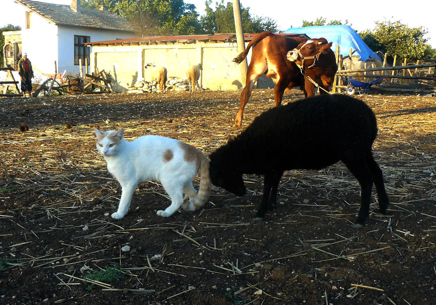 Abused Animals Take Care Of Each Other In This Sanctuary