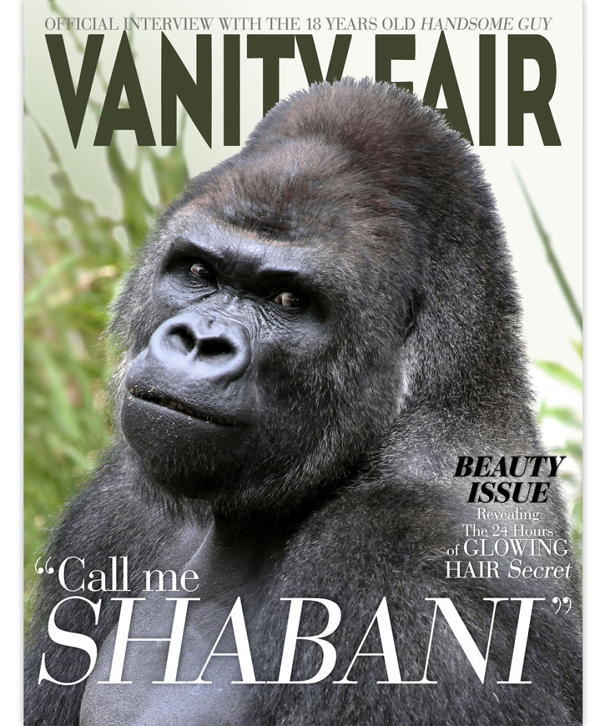 Designers Help Shabani The Gorilla Launch His Modelling Career