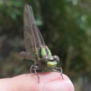 ladyseraphina_ca avatar