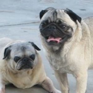 pugmom4 avatar