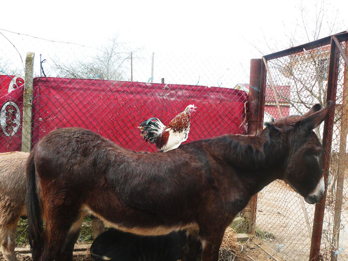 Abused Animals Take Care Of Each Other In This Sanctuary