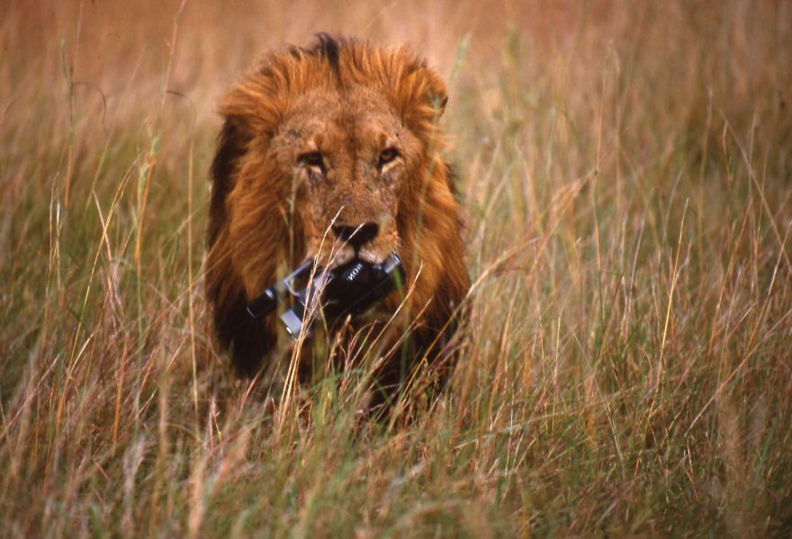 Maisi Mara Lion 1998 A Very Curious Gorgeous Lion 22reva@gmail.com