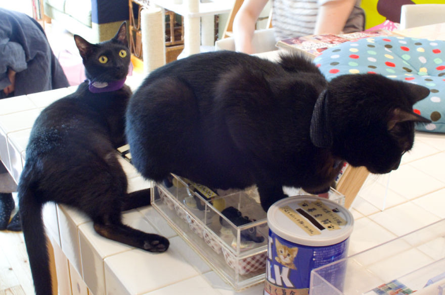 I Visited The World's Only Black-Cat Cafe