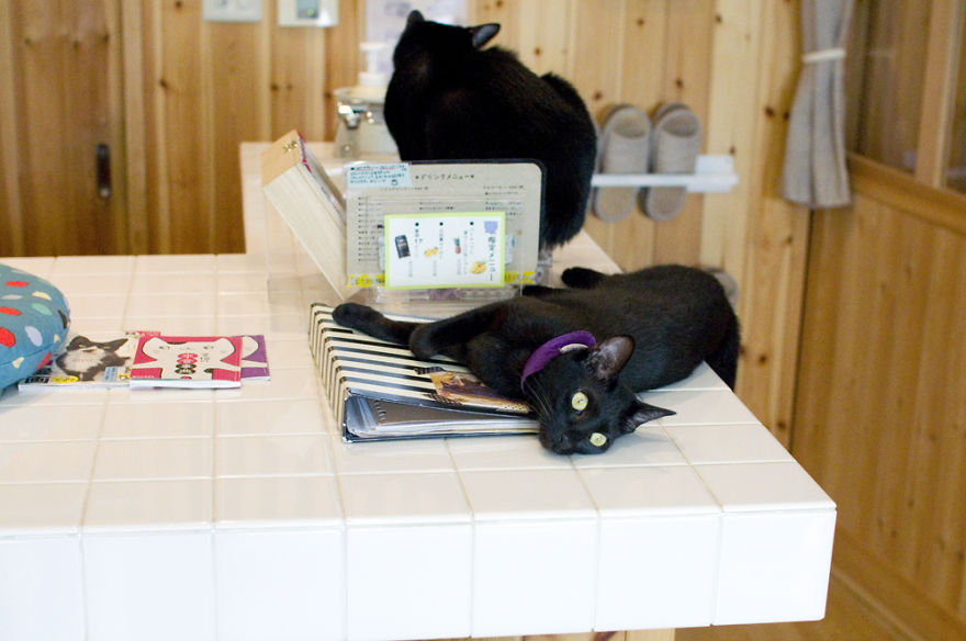 I Visited The World's Only Black-Cat Cafe