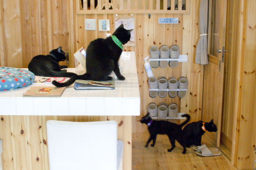 I Visited The World's Only Black-Cat Cafe | Bored Panda