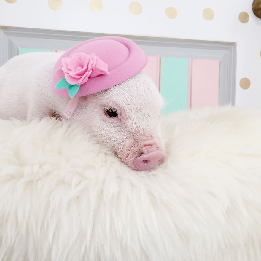 Animals In Hats: I Combined Two Simple Things Into Something Exceptionally Adorable