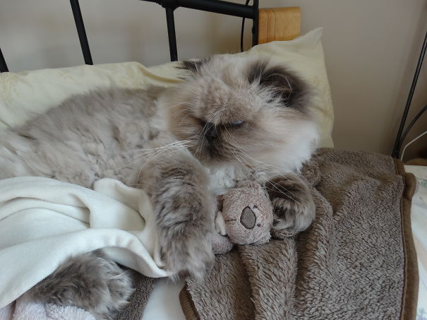 Poppy. Adopted Years Ago, Now 16. Sleeps Like A Pro. The Bear Is His Snuggle Buddy