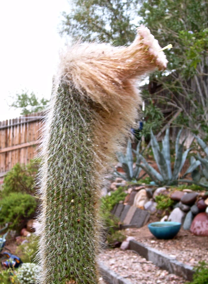 Could This Cactus Be The Love Child Of Donald Trump And Q*bert?
