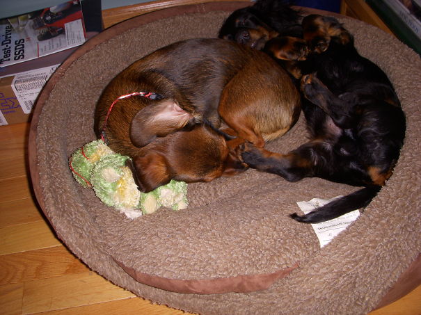 Little Dogs Sharing Bed!