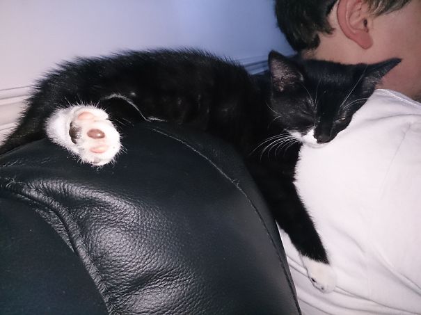 Pippa Kitten Dozing