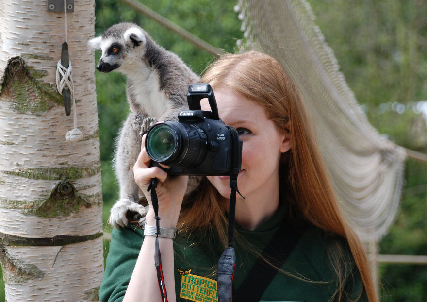 Lemur Helps Take A Photo At The Tropical Butterfly House, Wildlife & Falconry Centre, Sheffield