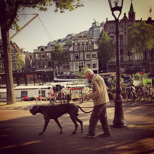 Dogs In Amsterdam
