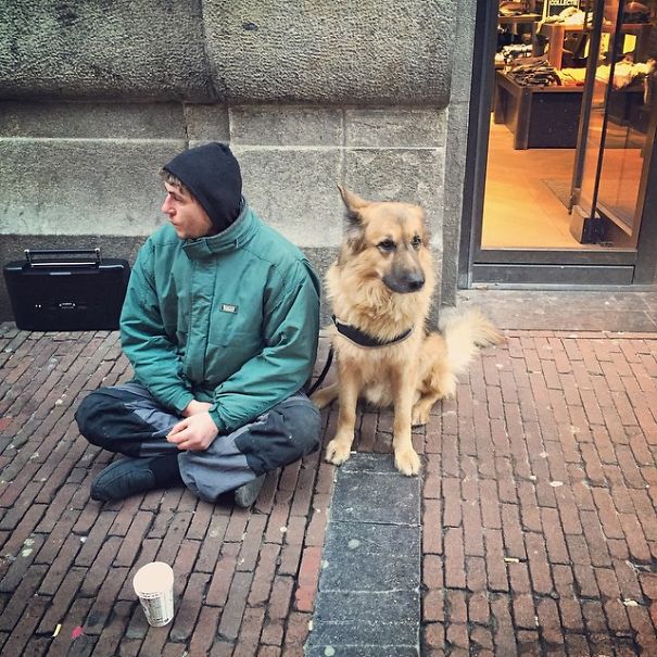 Dogs In Amsterdam