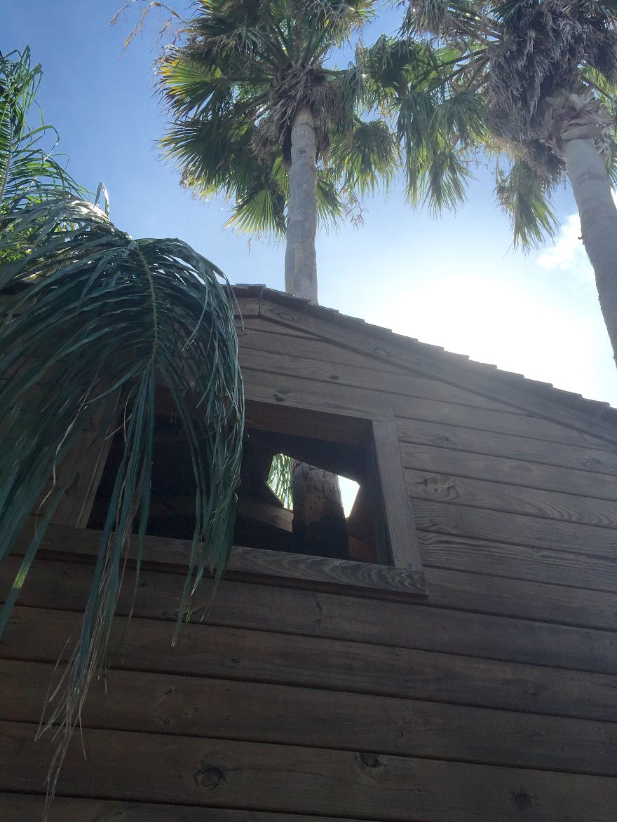 Treehouse In The Palms