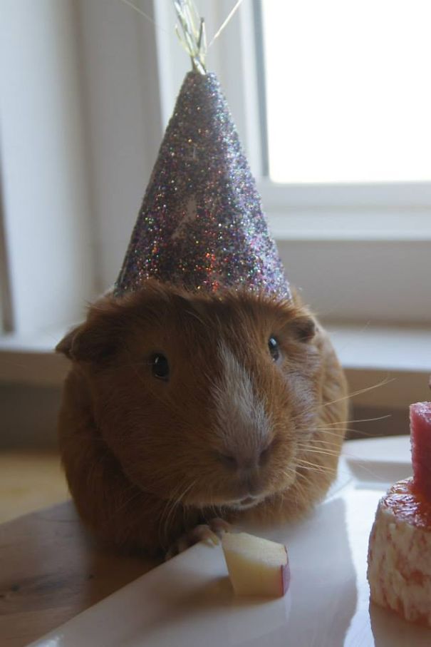 Guinea Pig Birthday!