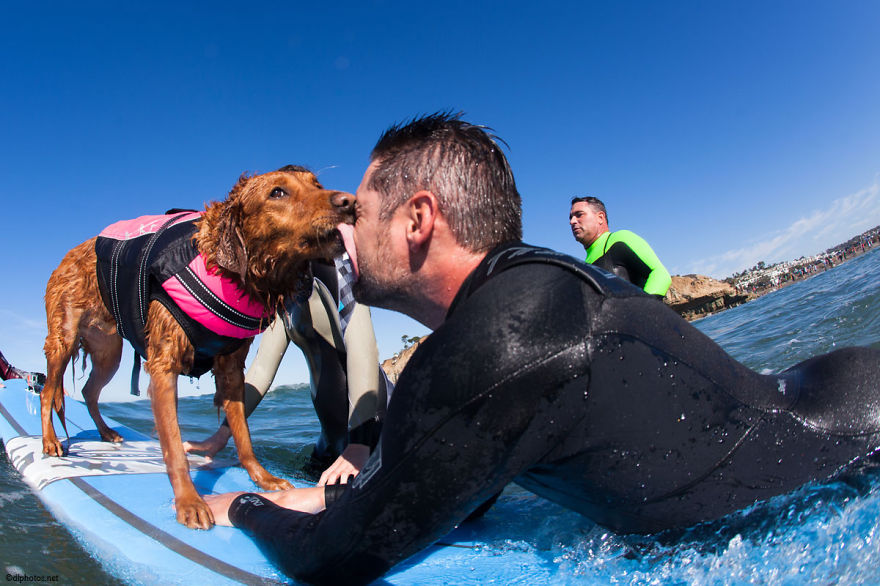 My Therapy Dog Ricochet Surfs With People With Disabilities, Helping Them Heal
