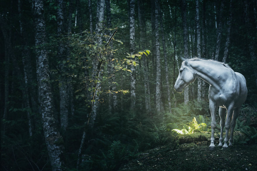 I Chase Wild Horses In North America To Photograph Their Beauty