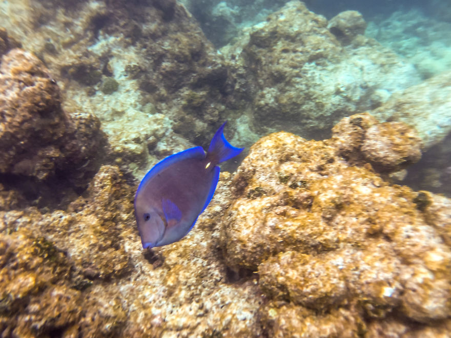 You Won't Believe That These Underwater Snorkel Photos Were Taken With An Iphone...
