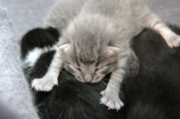 Sleepy Newborn, Zeus, Uses His Sisters As A Bed