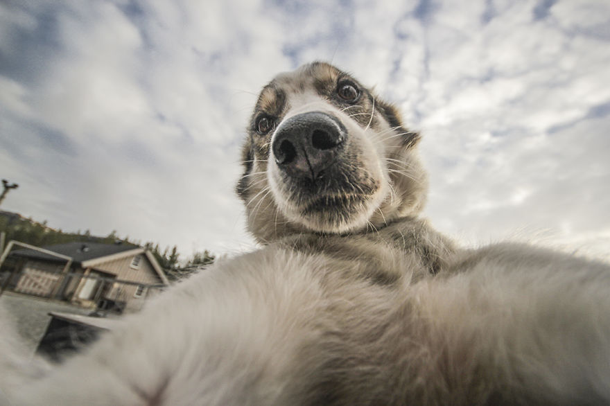 These Doggies Love Taking Selfies More Than You Do