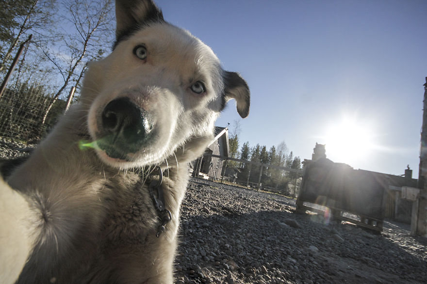 These Doggies Love Taking Selfies More Than You Do