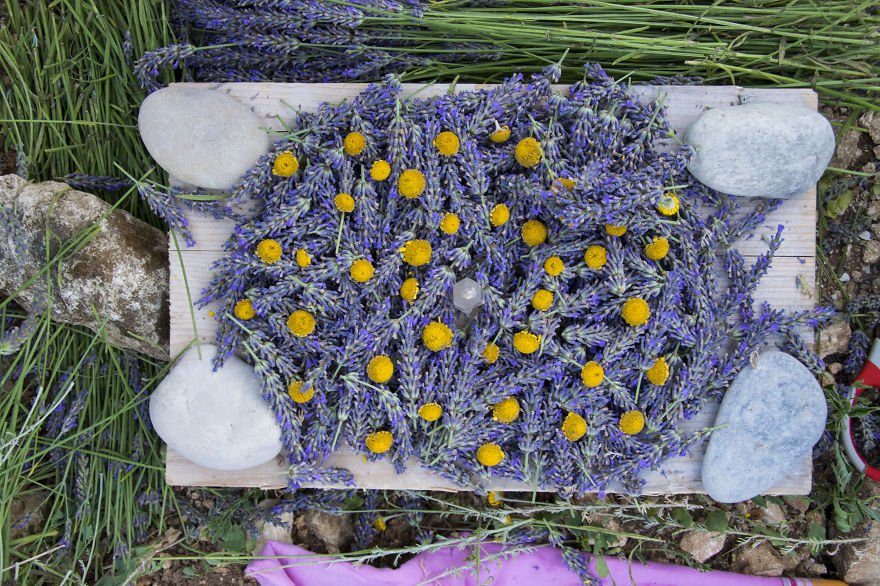Lavender Art Attracts Bees